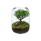 Tree Of Life - Plant Terrarium